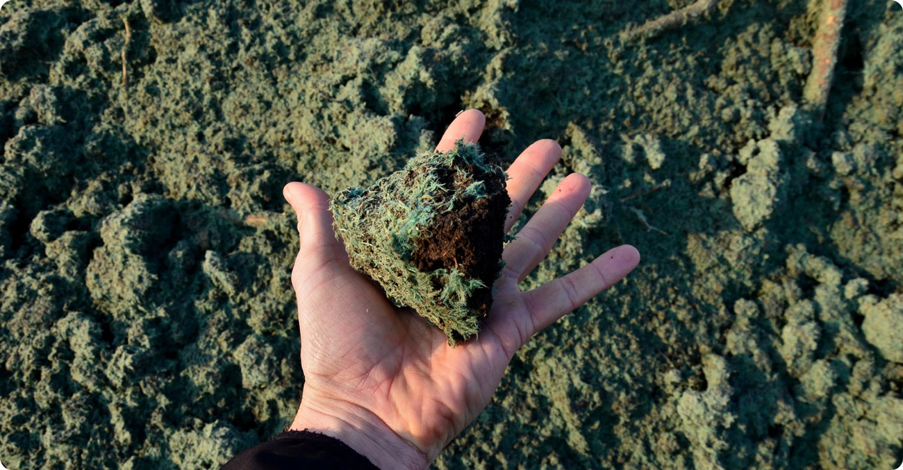 A person holding newly hydroseeded grass.