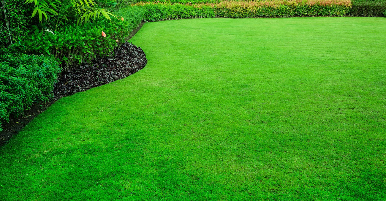 Une pelouse recouverte d'un tapis de gazon d'un vert vibrant.