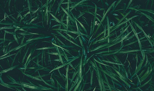 Close-up of vibrant and healthy green grass sod.